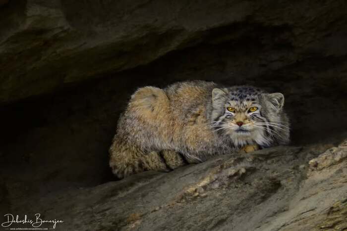 Он великолепен и знает об этом