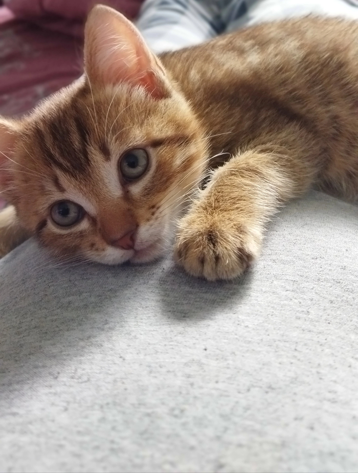 Задумчивое