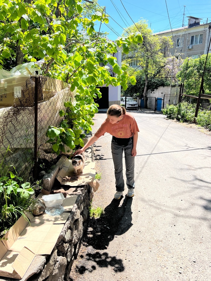 Все кошки должны быть поглажены.