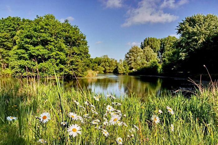 Природе расцветать не запретишь. У нас (в Голландии) лето уже две недели.