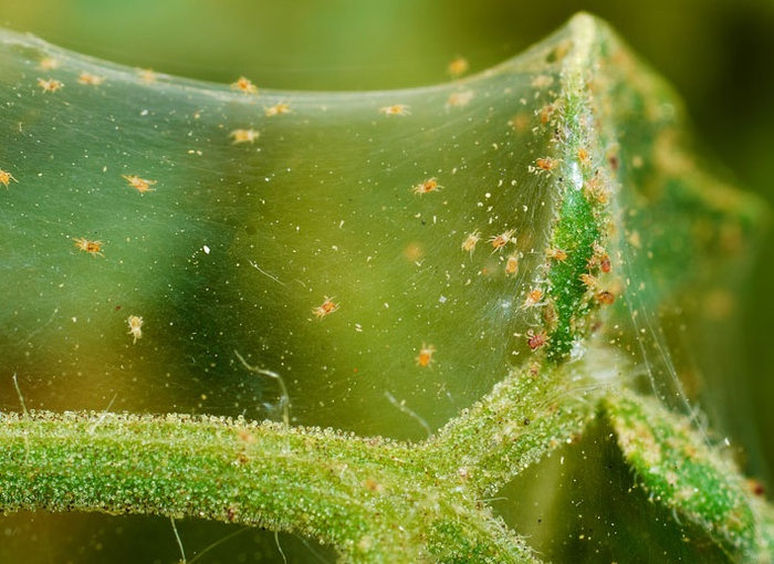 Центр подготовки клещиного десанта.