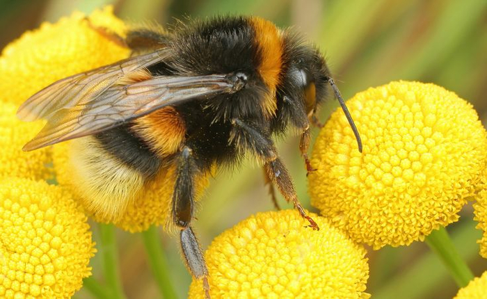 У пчёл, общественных ос, шмелей и муравьёв пол потомства определяется точно по такому же принципу. Из оплодотворённых яиц вылупляются королевы и рабочие самки, а из неоплодотворённых — трутни.