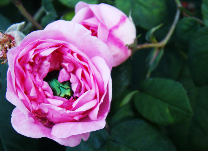 Роза и жук-бронзовка)