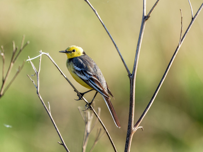 Motacilla citreola ,  , , ,   , ,  , 