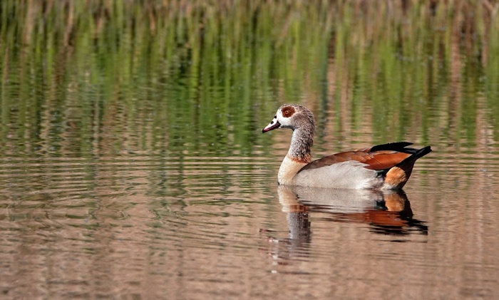 ������ � �����������, ���� �������.