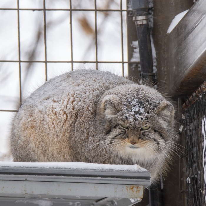 Фото взято из аккаунта <a href="https://pikabu.ru/story/i_snova_s_dnyom_rozhdeniya_12767841?u=https%3A%2F%2Fwww.instagram.com%2Fp%2FDDxA-EXMLXQ%2F%3Figsh%3DMTcyd2NpbnF1NzVldA%3D%3D&t=thecalgaryzoo%20inst&h=7c76a35a5db362d098169f900fe0f86e208ced7a" title="https://www.instagram.com/p/DDxA-EXMLXQ/?igsh=MTcyd2NpbnF1NzVldA==" target="_blank" rel="nofollow noopener">thecalgaryzoo inst</a>