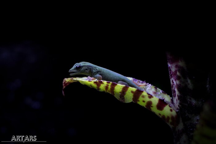 #Lygodactylus_williamsi  ,   , , , , ,  , 
