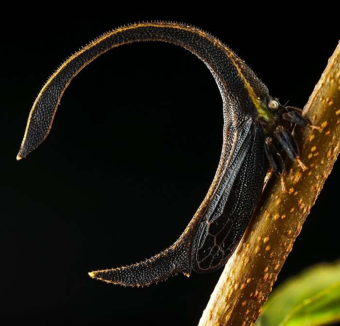 Cladonota apicalis , , , ,  ,  ,  , , 