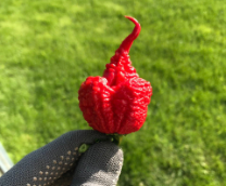 Carolina Reaper �� ������ � �������������