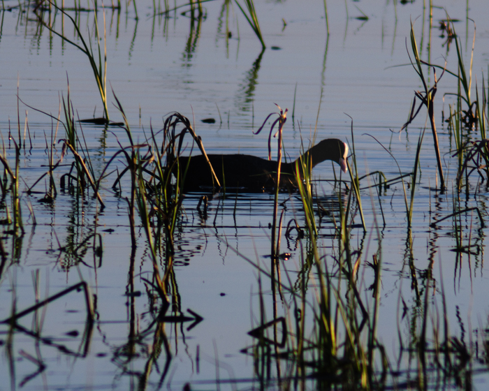 Я думаю меня заметили