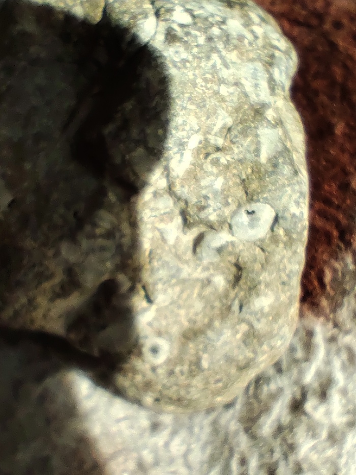 Древнейшие окаменелости.