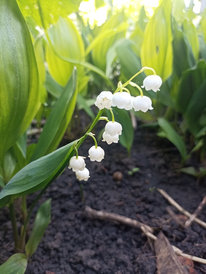 В майский день