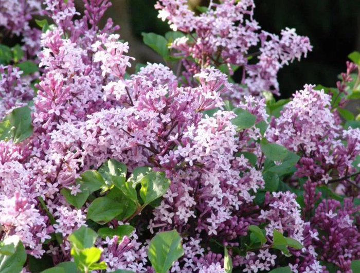 Сирень Мейера (Syringa meyeri Palibin), описанная Палибиным. Фото с сайта <!--noindex--><a href="https://pikabu.ru/story/ivan_palibin_12777624?u=http%3A%2F%2Fromashkino.ru&t=romashkino.ru&h=2f632052d3cf7effeedf85784dadff7090d8a580" title="http://romashkino.ru" target="_blank" rel="nofollow noopener">romashkino.ru</a><!--/noindex-->