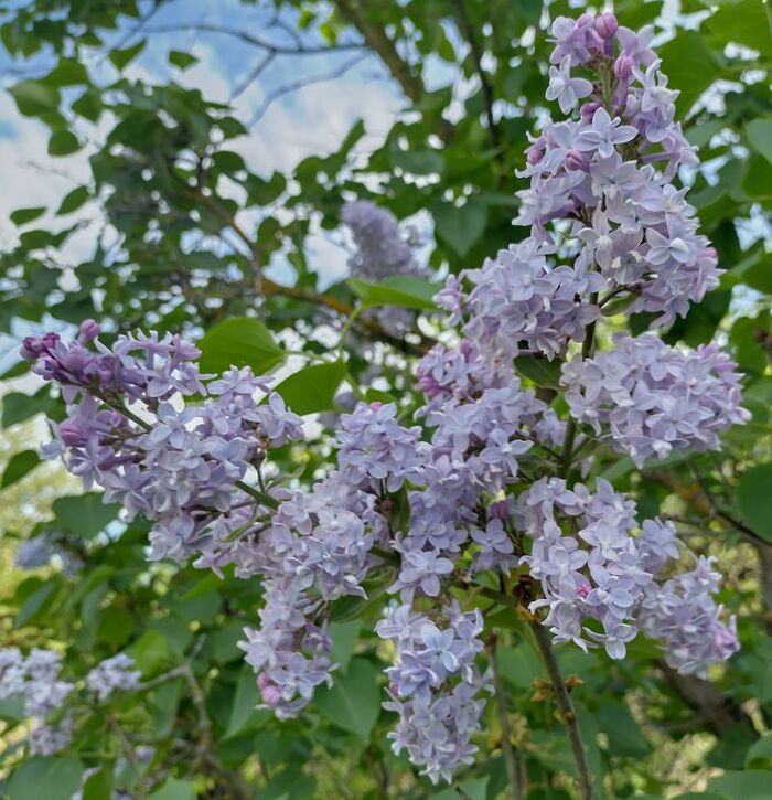 Сирень цветет Сирень, Цветы, Май, Рыбалка, Хорошее настроение, Длиннопост