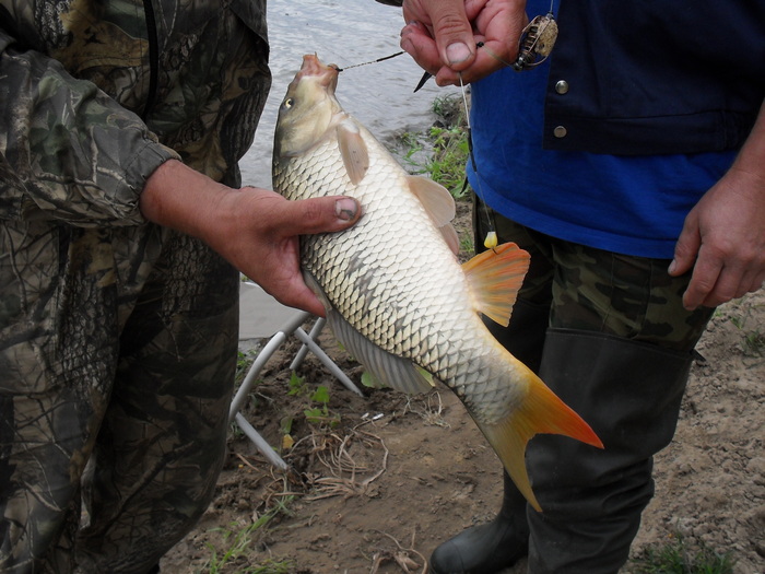 Рыба ловилась за всё подряд: за "губу", плавники, хвост