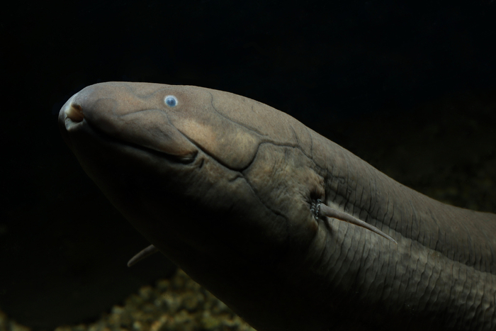 Ну давай, расскажи мне, что эволюции не существует!