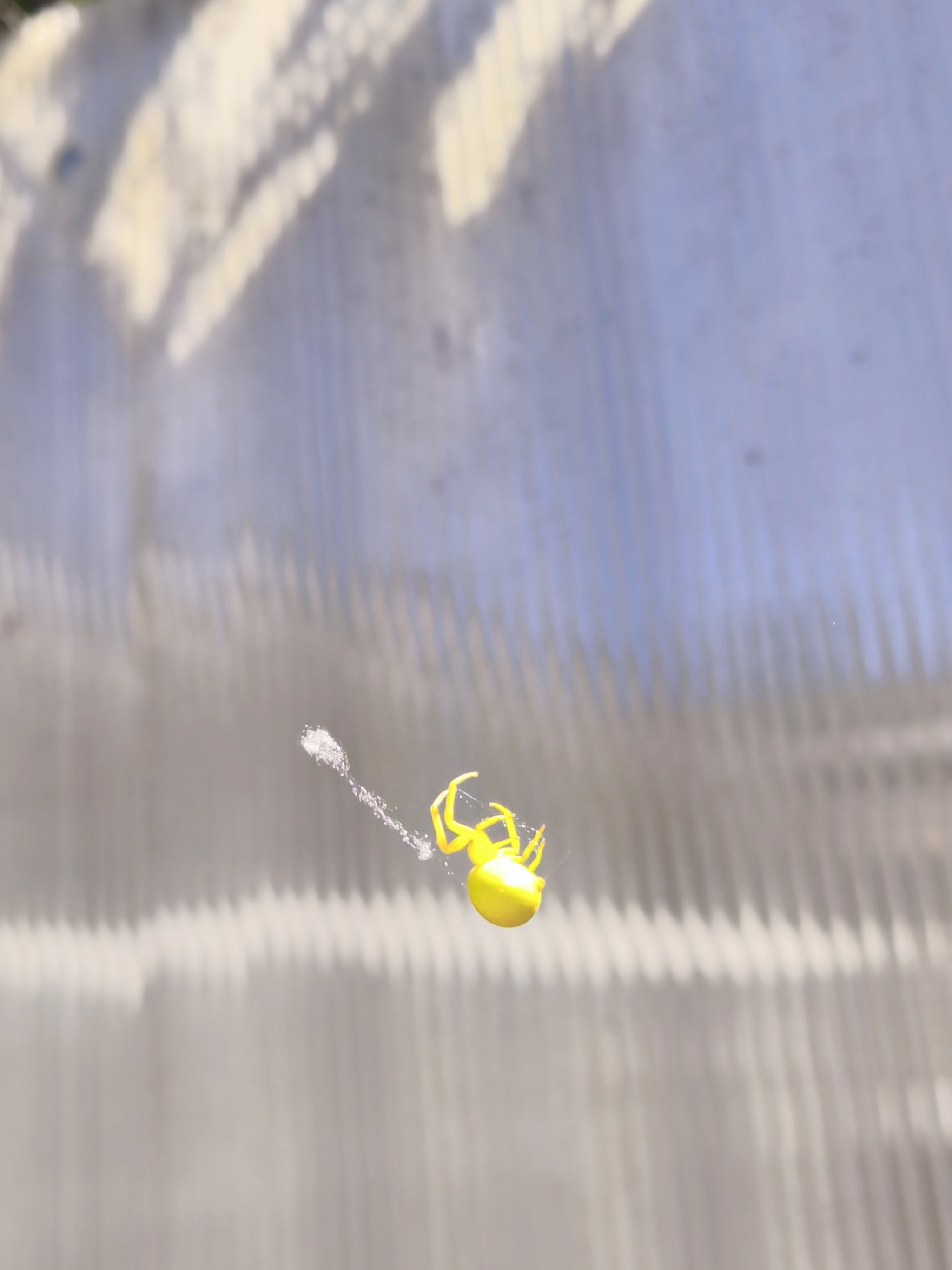 Lemon Butt - My, Spider, beauty, Longpost