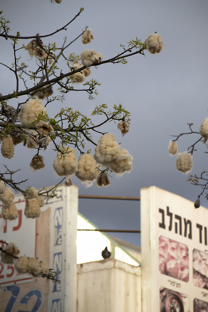 А вот такие там вокруг деревья