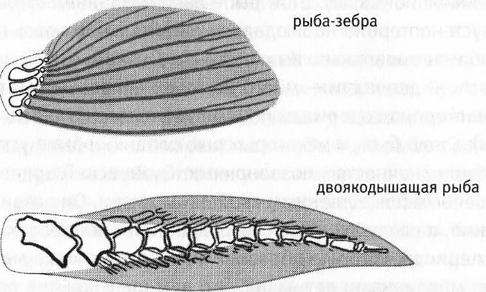 Разница устройства строения плавника обычной рыбы и двоякодышащей.