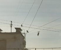 ������ ��������� ������