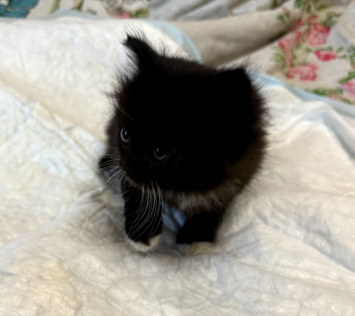 Все в новинку, всё в диковинку. Ни грязи, ни пыли, ни хищных птиц