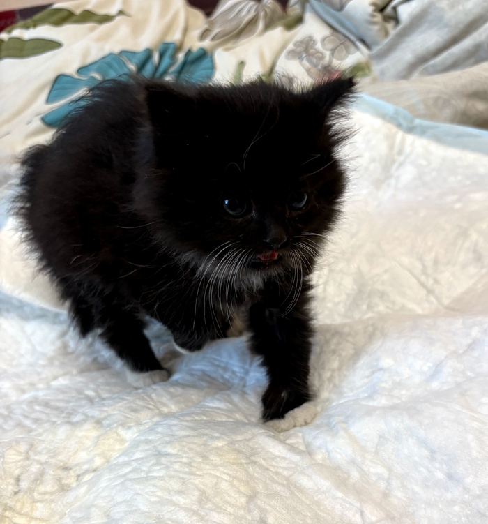 -Я пантера! Рррр!