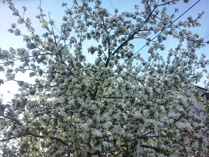 За что я люблю весну)