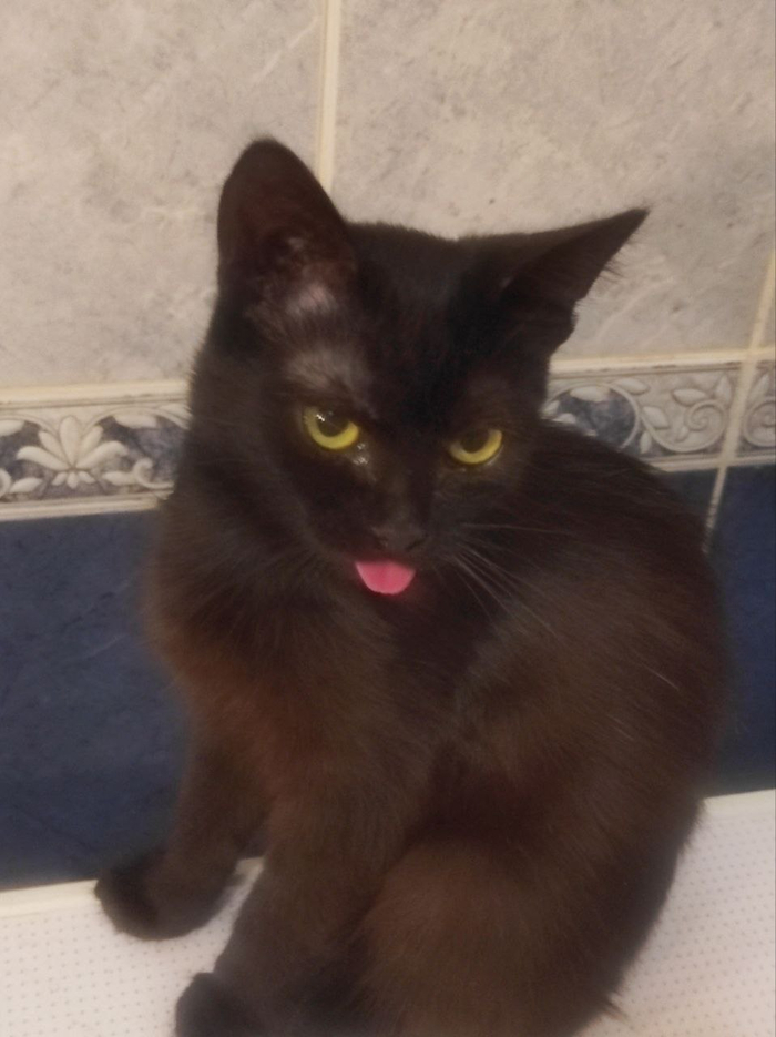 Кошка Шипучка