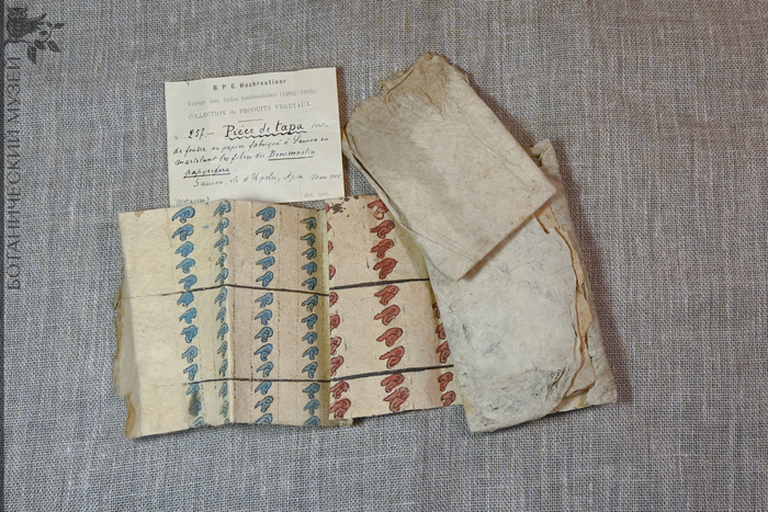 Тапа из бруссонетии бумажной с набивным рисунком. Фонды Ботанического музея БИН РАН.