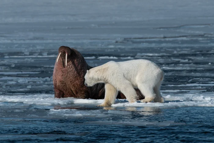 Морж: Оказывается, они нападают даже на китов. Как хищники. Тёмные секреты известного гиганта Моржи, Животные, Дикие животные, Морские обитатели, Яндекс Дзен, Яндекс Дзен (ссылка), Длиннопост