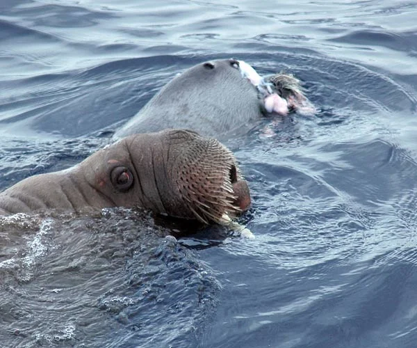 Морж: Оказывается, они нападают даже на китов. Как хищники. Тёмные секреты известного гиганта Моржи, Животные, Дикие животные, Морские обитатели, Яндекс Дзен, Яндекс Дзен (ссылка), Длиннопост