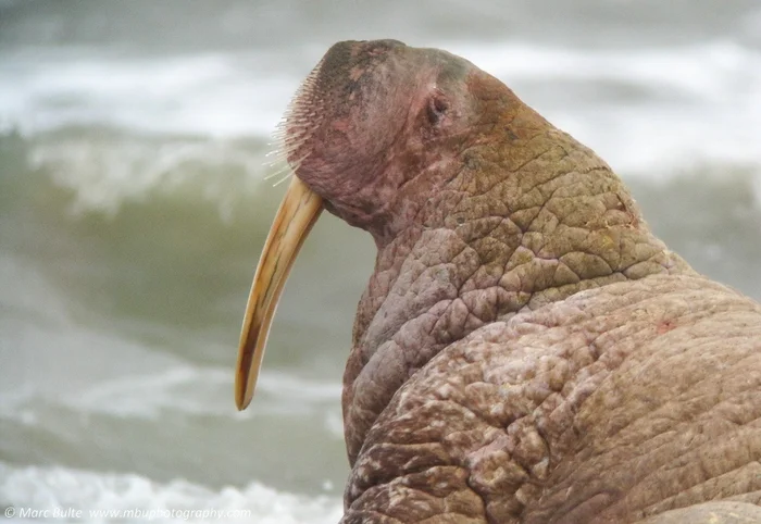 Морж: Оказывается, они нападают даже на китов. Как хищники. Тёмные секреты известного гиганта Моржи, Животные, Дикие животные, Морские обитатели, Яндекс Дзен, Яндекс Дзен (ссылка), Длиннопост