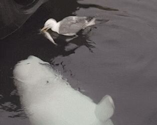    , , , 