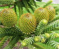 �������, ���������