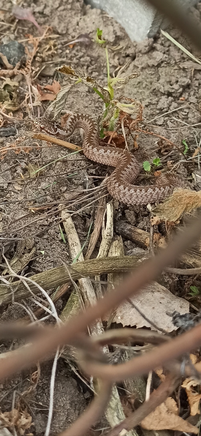 ��� ���?