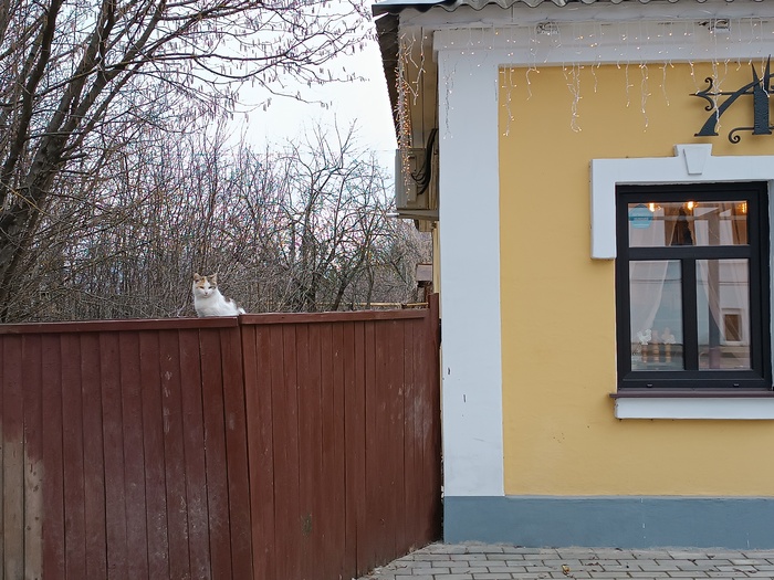 Кот суздальский