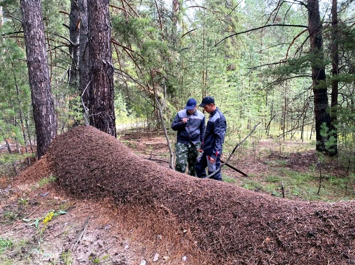 Серёга, дальше не пройдём, здесь Великая Муравьиная Стена.