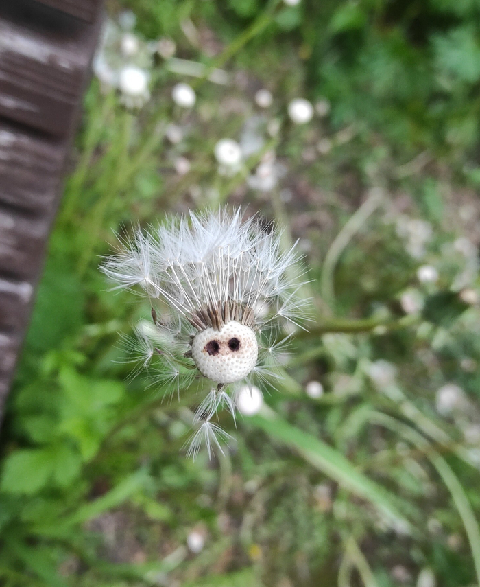 Этот одуванчик видел некоторое...