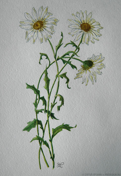 �������, ��������