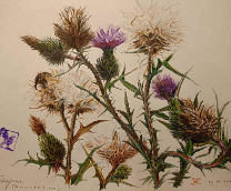 ������� � ��������