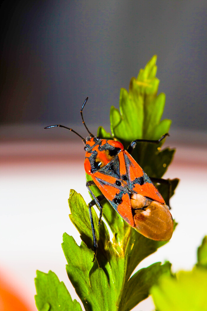 Клоп солдат