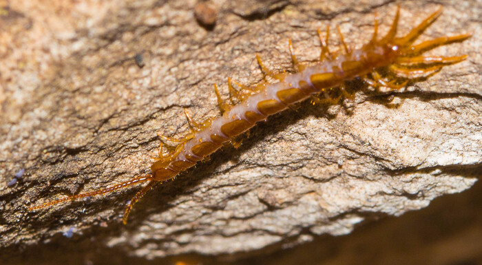 Сколопендра