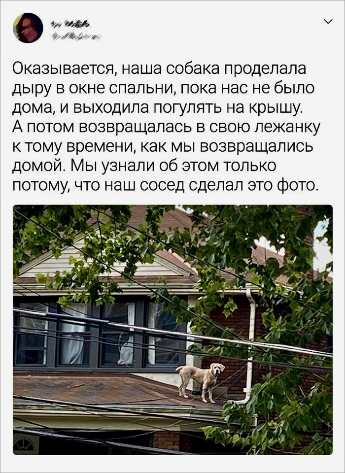 Собака-путешественница