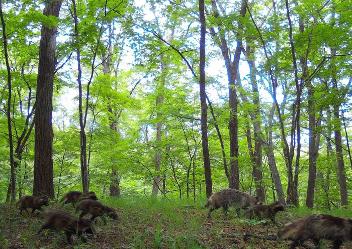 <a href="https://pikabu.ru/story/roditeli_i_deti_12795789?u=https%3A%2F%2Fru.wikipedia.org%2Fwiki%2F%25D0%2595%25D0%25BD%25D0%25BE%25D1%2582%25D0%25BE%25D0%25B2%25D0%25B8%25D0%25B4%25D0%25BD%25D0%25B0%25D1%258F_%25D1%2581%25D0%25BE%25D0%25B1%25D0%25B0%25D0%25BA%25D0%25B0&t=%D0%95%D0%BD%D0%BE%D1%82%D0%BE%D0%B2%D0%B8%D0%B4%D0%BD%D1%8B%D0%B5%20%D1%81%D0%BE%D0%B1%D0%B0%D0%BA%D0%B8&h=65f29d25d0c0e9deb2167cfc07be393c59d85545" title="https://ru.wikipedia.org/wiki/%D0%95%D0%BD%D0%BE%D1%82%D0%BE%D0%B2%D0%B8%D0%B4%D0%BD%D0%B0%D1%8F_%D1..." target="_blank" rel="nofollow noopener"> </a>