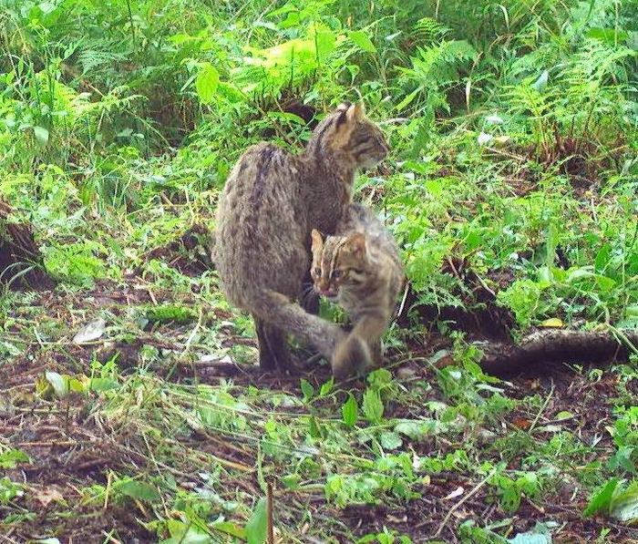 <a href="https://pikabu.ru/story/roditeli_i_deti_12795789?u=https%3A%2F%2Fru.wikipedia.org%2Fwiki%2F%25D0%2590%25D0%25BC%25D1%2583%25D1%2580%25D1%2581%25D0%25BA%25D0%25B8%25D0%25B9_%25D0%25BB%25D0%25B5%25D1%2581%25D0%25BD%25D0%25BE%25D0%25B9_%25D0%25BA%25D0%25BE%25D1%2582&t=%D0%94%D0%B0%D0%BB%D1%8C%D0%BD%D0%B5%D0%B2%D0%BE%D1%81%D1%82%D0%BE%D1%87%D0%BD%D1%8B%D0%B5%20%D0%BB%D0%B5%D1%81%D0%BD%D1%8B%D0%B5%20%D0%BA%D0%BE%D1%82%D1%8B&h=92edff6bab132a6c47042fa7f3e4f28472a71a78" title="https://ru.wikipedia.org/wiki/%D0%90%D0%BC%D1%83%D1%80%D1%81%D0%BA%D0%B8%D0%B9_%D0%BB%D0%B5%D1%81%D0..." target="_blank" rel="nofollow noopener">  </a>