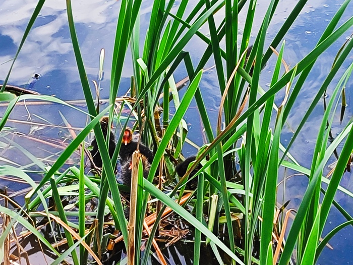 Птенцы лысух