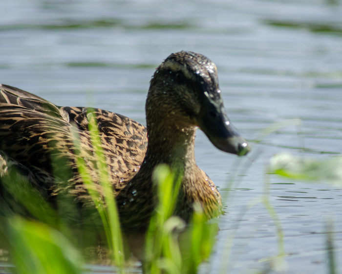 Выглядит довольно