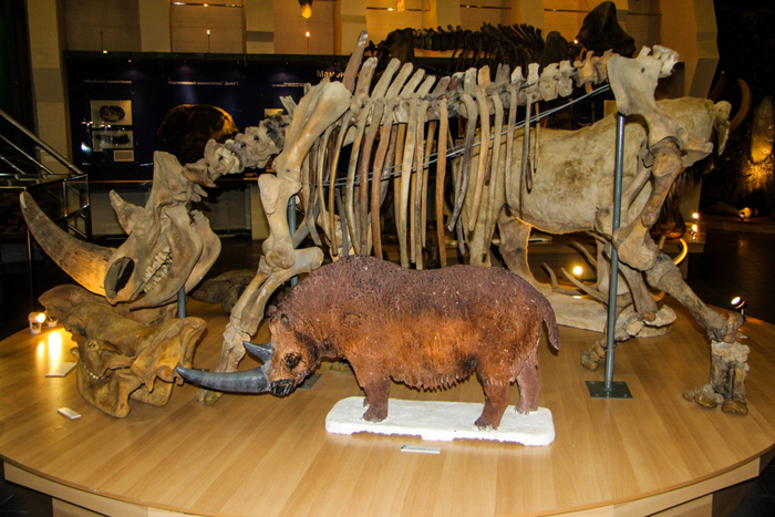 Тут я мог бы сказать, что вы видите скелет мамы-носорожихи рядом с макетом ребёнка, но это была бы неправда. У молодых носорогов очень маленькие рога.