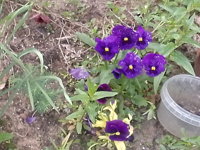 Приятно, когда во дворе такая красота.