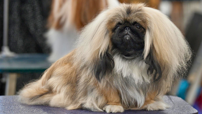 <a href="https://pikabu.ru/story/porodyi_sobak_stavshie_tselyimi_dinastiyami_kak_yeti_vernyie_druzya_soprovozhdali_velikie_semi_i_menyali_khod_istorii_raznyikh_stran_12807768?u=https%3A%2F%2Fdzen.ru%2Fa%2FaEC1Si4T836qm0iC%23kitaiiskie_imperator_i_pekines_taiine&t=%D0%9A%D0%B8%D1%82%D0%B0%D0%B9%D1%81%D0%BA%D0%B8%D0%B5%20%D0%B8%D0%BC%D0%BF%D0%B5%D1%80%D0%B0%D1%82%D0%BE%D1%80%D1%8B%20%D0%B8%20%D0%BF%D0%B5%D0%BA%D0%B8%D0%BD%D0%B5%D1%81%D1%8B%3A%20%D1%82%D0%B0%D0%B9%D0%BD%D1%8B%D0%B5%20%D1%81%D1%82%D0%BE%D1%80%D0%BE%D0%B6%D0%B0%20%E2%80%9C%D0%97%D0%B0%D0%BF%D1%80%D0%B5%D1%82%D0%BD%D0%BE%D0%B3%D0%BE%20%D0%B3%D0%BE%D1%80%D0%BE%D0%B4%D0%B0%E2%80%9D&h=13005b475b149cad957bc098eb54fe2a0a6ceb46" title="https://dzen.ru/a/aEC1Si4T836qm0iC#kitaiiskie_imperator_i_pekines_taiine" target="_blank" rel="nofollow noopener">   :    </a>